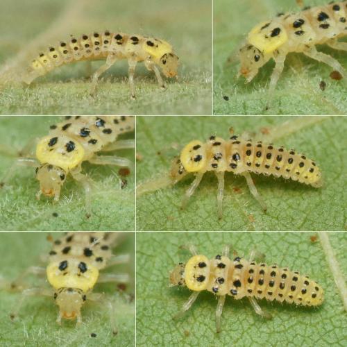 Vibidia duodecimguttata